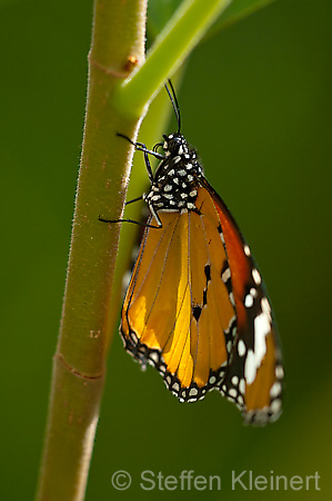 251 Afrikanischer Monarch - Danaus chrysippus